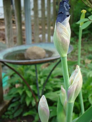 gastronomic gardener This is a picture of an iris bud prepared to pop in a midwest garden