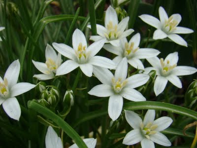 gastronomic gardener This is a picture of spring star flower in a midwest garden