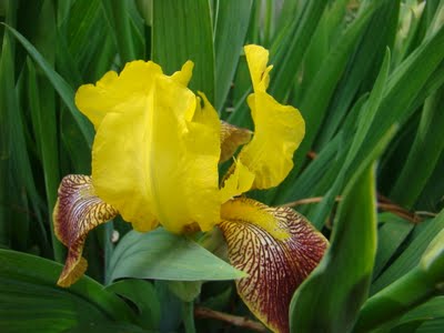 gastronomic gardener This is a picture of an iris in a midwest garden