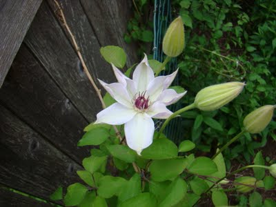 gastronomic gardener This is a picture of an clematis in a midwest garden