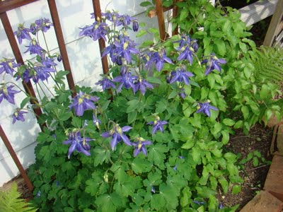 gastronomic gardener This is a picture of columbine in a midwest garden